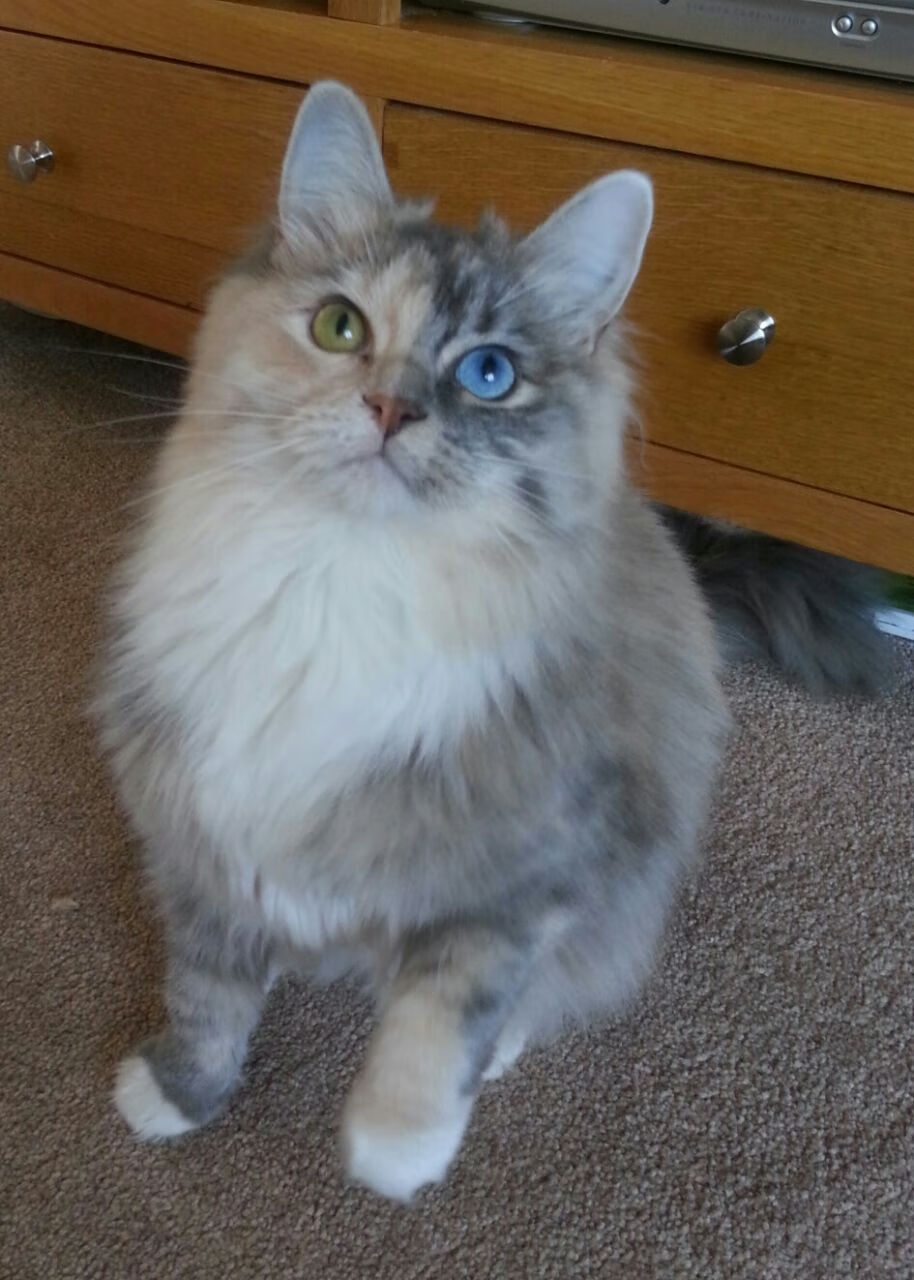 2025足球世俱杯官网-后腰横移覆盖范围是否成为新一代战术核心评判，腰部后倾